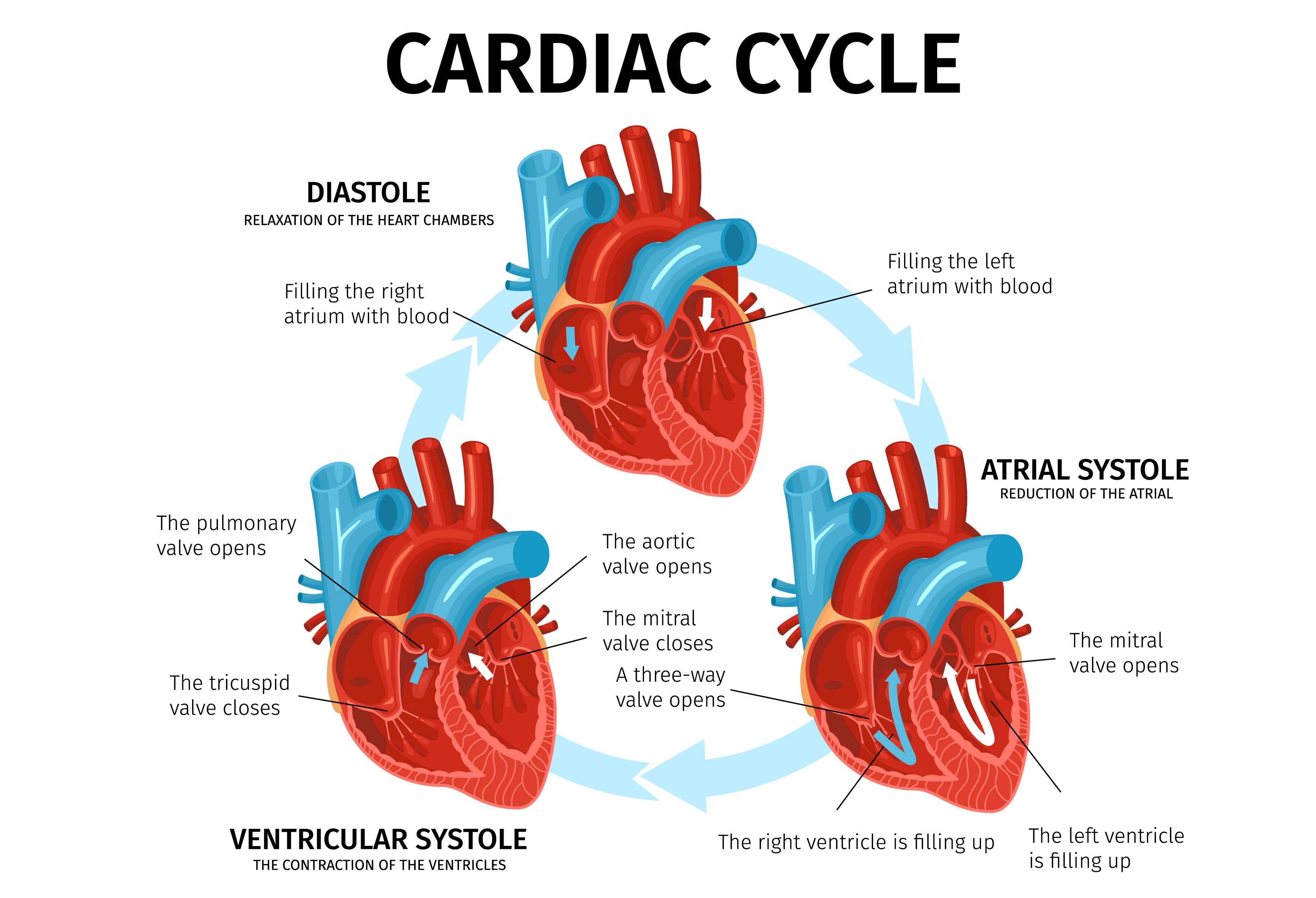 What Are The Different Phases Of The Cardiac Cycle?